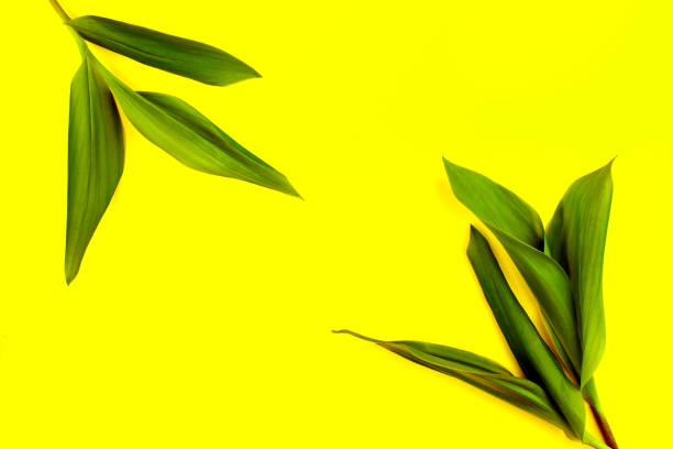istock Green leaf on yellow background, flat lay, top, view, punchy pastel, duo tone 969005464