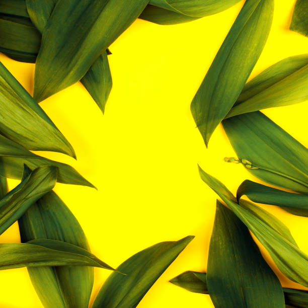 istock Green leaf on yellow background, flat lay, top, view, punchy pastel, duo tone 969005518