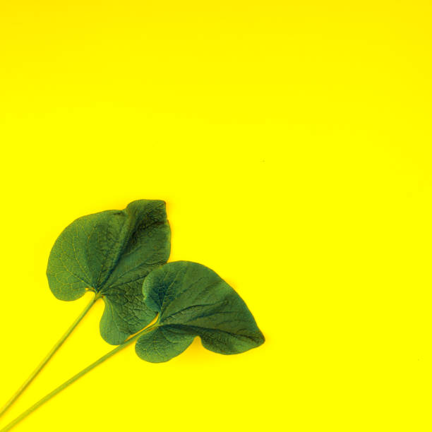 istock Green leaf on yellow background, flat lay, top, view, punchy pastel, duo tone 969005562