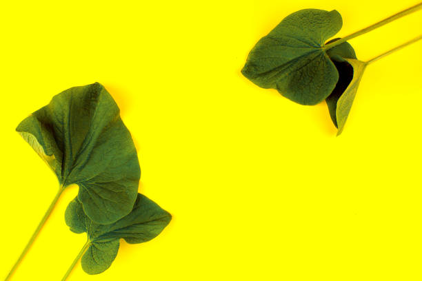 istock Green leaf on yellow background, flat lay, top, view, punchy pastel, duo tone 969005582