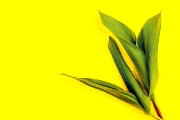 istock Green leaf on yellow background, flat lay, top, view, punchy pastel, duo tone 969005602