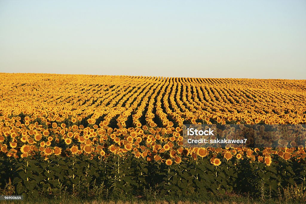 Sunflowers ao Amanhecer - Royalty-free Ao Ar Livre Foto de stock