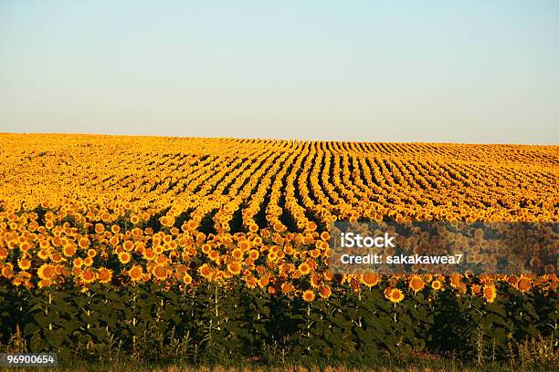 Sunflowers Ao Amanhecer - Fotografias de stock e mais imagens de Ao Ar Livre - Ao Ar Livre, Campo agrícola, Cereal