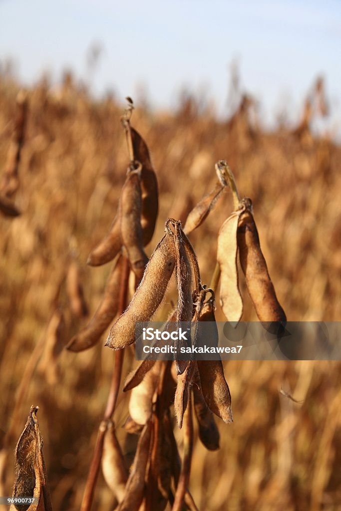 Sojabohne Pods - Lizenzfrei Agrarbetrieb Stock-Foto