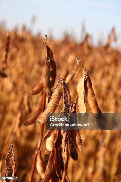Sojabohne Pods Stockfoto und mehr Bilder von Agrarbetrieb - Agrarbetrieb, Dakota, Ernten