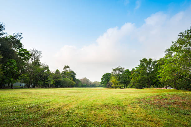 istock Green grass field with tree in Public Park 969008020