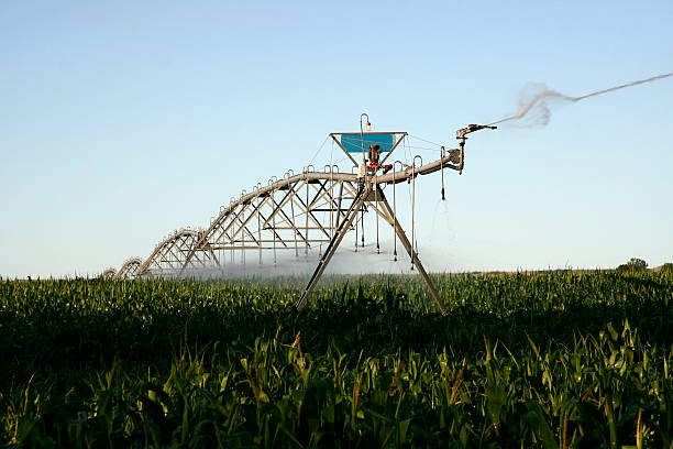 Irrigation of Corn stock photo
