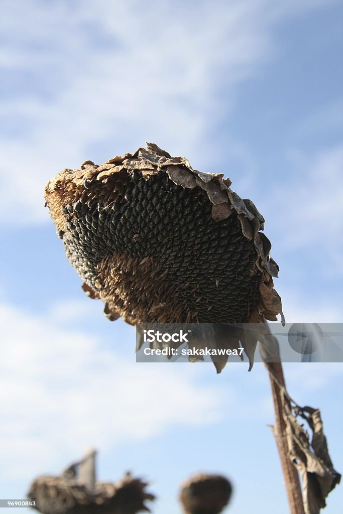 Mature Sunflower Head  Agriculture Stock Photo