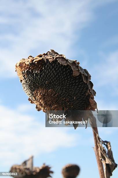 Mature Sunflower Head Stock Photo - Download Image Now - Agriculture, Biology, Color Image