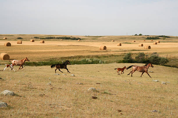caballos corriendo con colts - north dakota fotografías e imágenes de stock