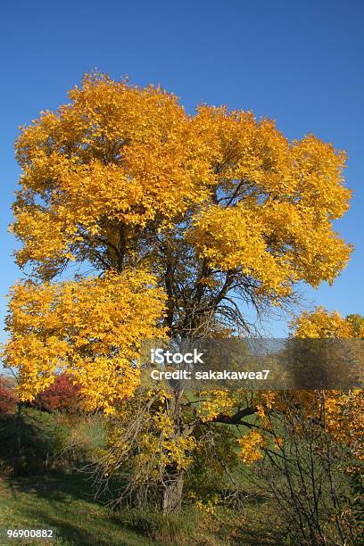 Foto de Freixo Verde Em Cores Do Outono e mais fotos de stock de Amarelo - Amarelo, Dakota do Norte, Fotografia - Imagem