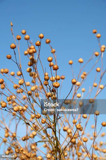 Vagens De Linho - Fotografias de stock e mais imagens de Agricultura - Agricultura, Colheita, Dakota do Norte