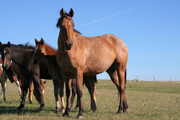 istock Mare and colt wondering what I have 96901149
