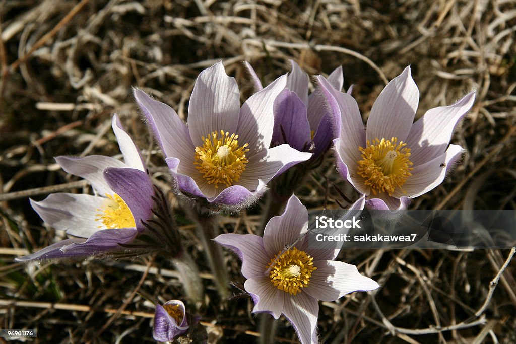 Pasque fiore dall'alto - Foto stock royalty-free di Composizione orizzontale