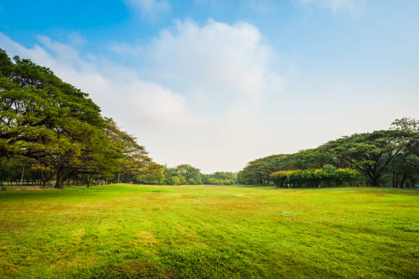 istock Green grass field with tree in Public Park 969012872