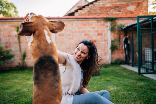istock Beagle dog jump. Playing outdoors. 969012996