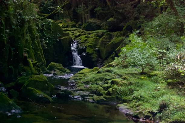 istock Akame 48 Waterfalls: Mysterious scenery with giant trees & huge moss covered rock formations, untouched nature, lush green vegetation, cascading waterfalls & natural pools in rural Japan near Osaka 969013438