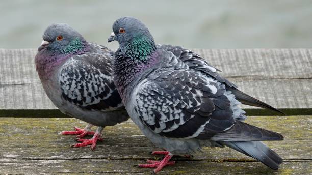 istock Pigeon couple in love 969013554