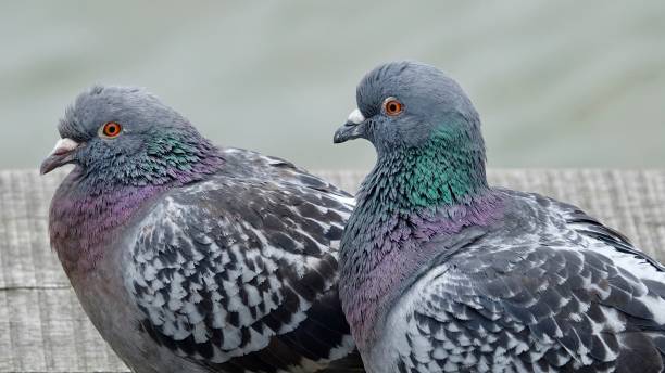 istock Pigeon couple in love 969013560