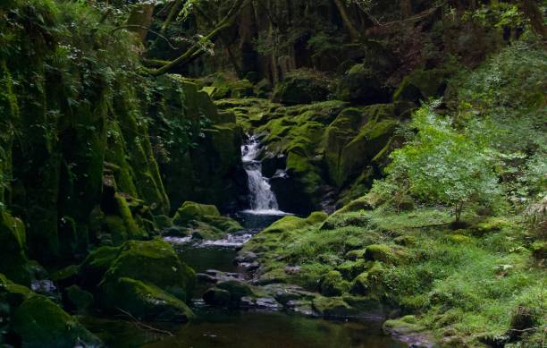 istock Akame 48 Waterfalls: Mysterious scenery with giant trees & huge moss covered rock formations, untouched nature, lush green vegetation, cascading waterfalls & natural pools in rural Japan near Osaka 969013594