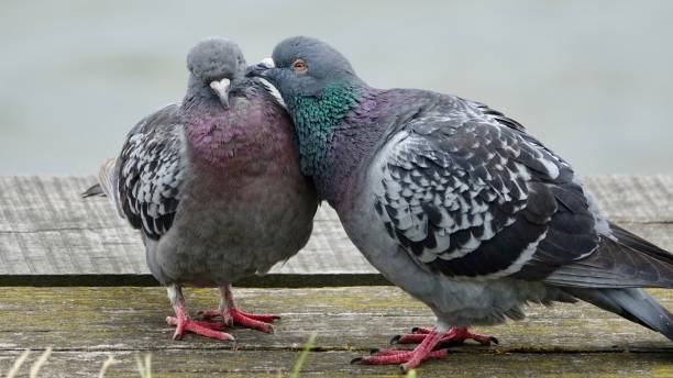 istock Pigeon couple in love 969013618