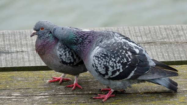 istock Pigeon couple in love 969013624