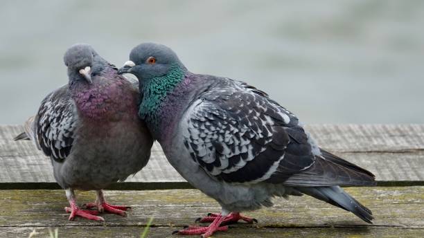 istock Pigeon couple in love 969013628