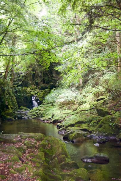 istock Akame 48 Waterfalls: Mysterious scenery with giant trees & huge moss covered rock formations, untouched nature, lush green vegetation, cascading waterfalls & natural pools in rural Japan near Osaka 969013640
