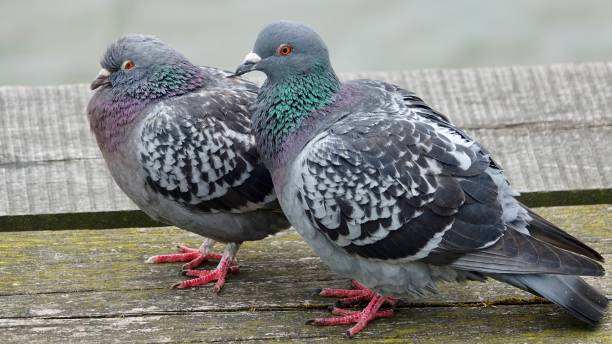 Pigeon couple in love