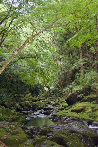 istock Akame 48 Waterfalls: Mysterious scenery with giant trees & huge moss covered rock formations, untouched nature, lush green vegetation, cascading waterfalls & natural pools in rural Japan near Osaka 969013976