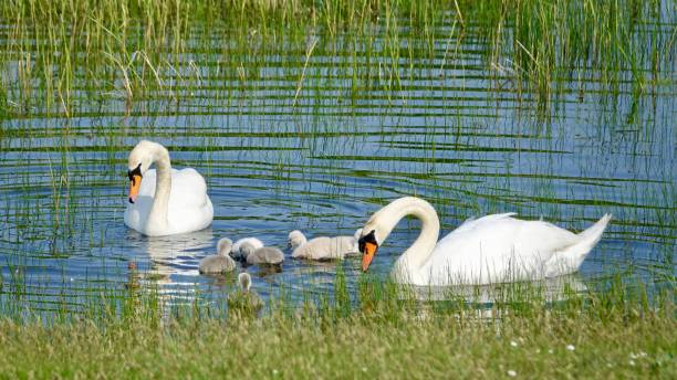 istock White swan family 969015462