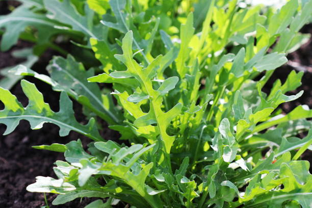 istock Arugula plant growing in organic vegetable garden. 969015746