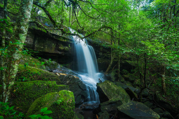 istock Waterfall with green moss in the tropical rainforest landscape 969017846