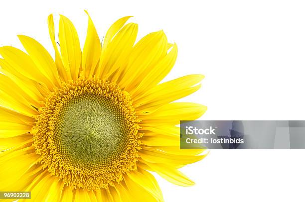 Sunflower With A White Background Stock Photo - Download Image Now - Color Image, Copy Space, Flower