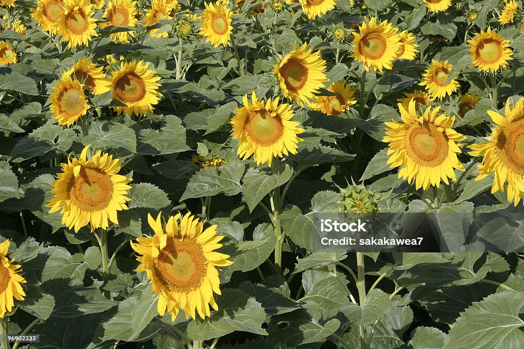 Sunflower heads  Agricultural Field Stock Photo