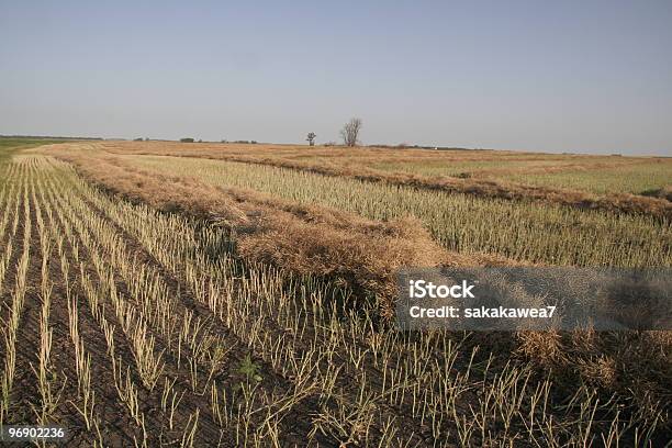 Leira - Fotografias de stock e mais imagens de Agricultura - Agricultura, Ao Ar Livre, Barba por Fazer