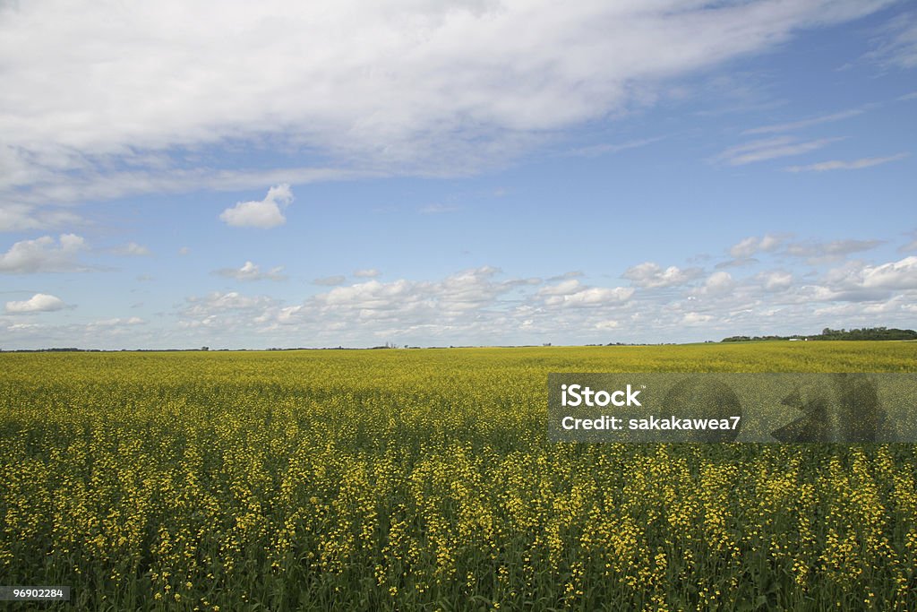 Scena Canol campo - Foto stock royalty-free di Dakota del Nord