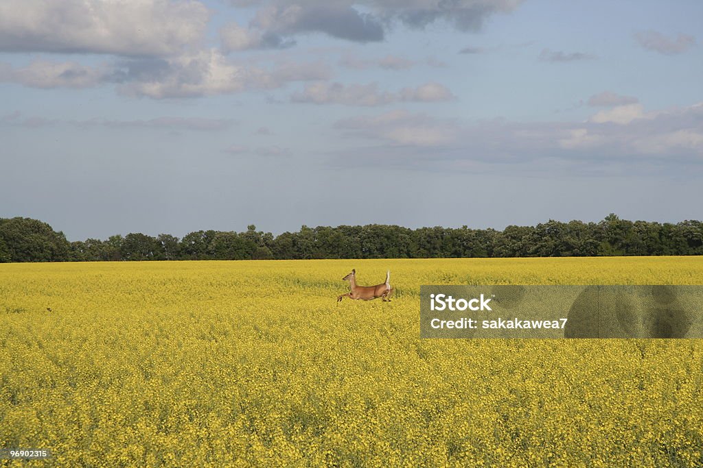 Canola e cervo saltare - Foto stock royalty-free di Agricoltura
