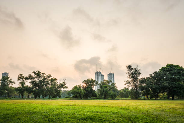istock Green grass field with building in Public Park 969024314