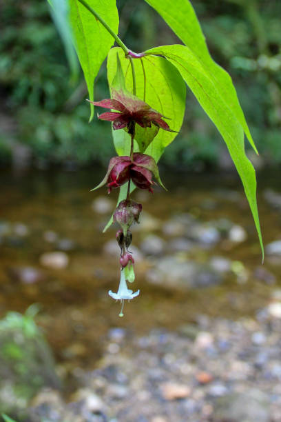 Himalayan Honeysuckle Flower Hanging Over a River Himalayan Honeysuckle Flower Hanging Over a River leycesteria formosa stock pictures, royalty-free photos & images