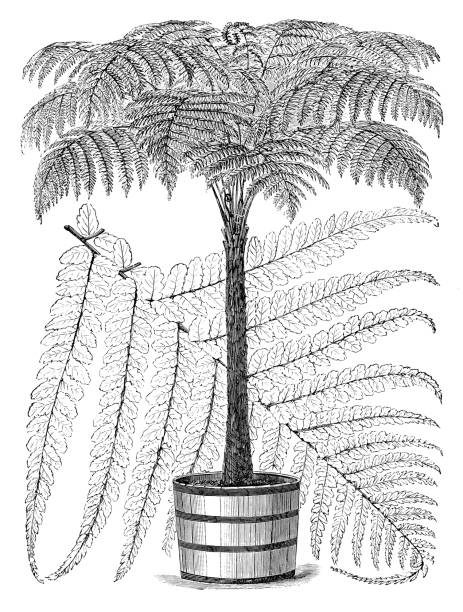 Botany plants antique engraving illustration: Dicksonia berteroana Botany plants antique engraving illustration: Dicksonia berteroana tree fern stock illustrations