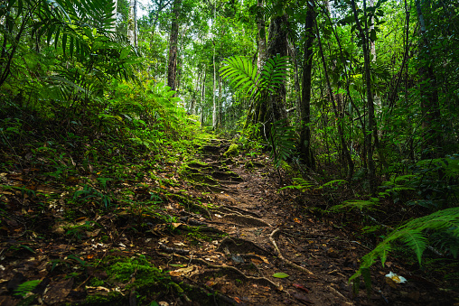 Path in a forest covered with moss in rainy season
