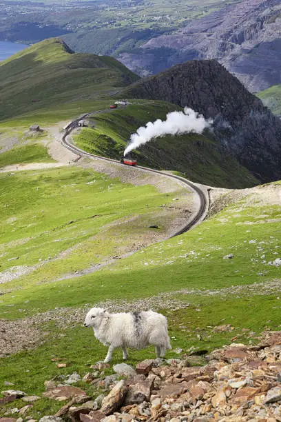 Sheep and mountain railway from the Llanberis Pass, Mount Snowdon, Snowdonia, Wales UK