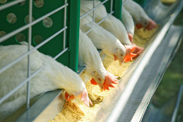 istock A few white hens in a row are fed 969030398
