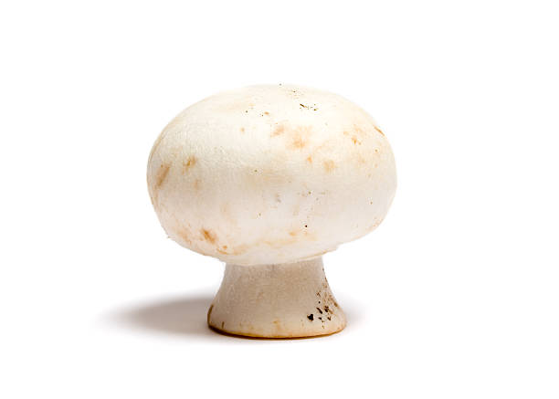 pulsante a fungo piedi - edible mushroom white mushroom isolated white foto e immagini stock