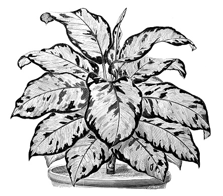 Botany plants antique engraving illustration: dieffenbachia regina
