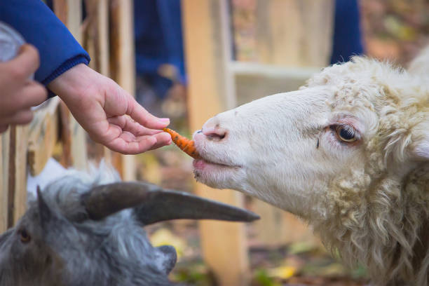 istock Sheep at the end of autumn 969031546
