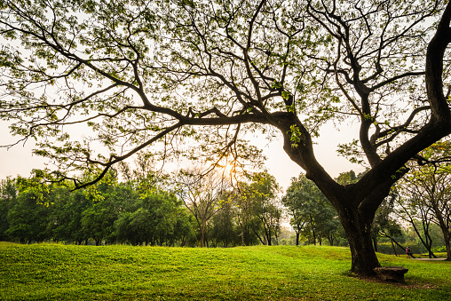 Beautiful morning light in Public Park with Big rain tree and green grass field at Vachirabenjatas Park Bangkok, Thailand