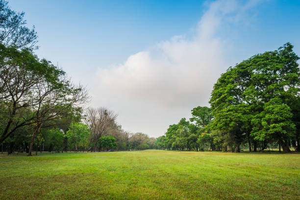 istock Green grass field with tree in Public Park 969032336