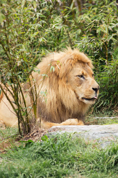 istock Male African Lion Laying on Grass 969034780